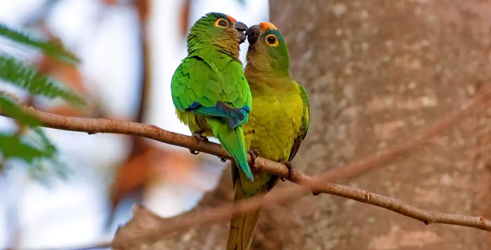 Observação De Aves + Balneário No Estrela Do Formoso